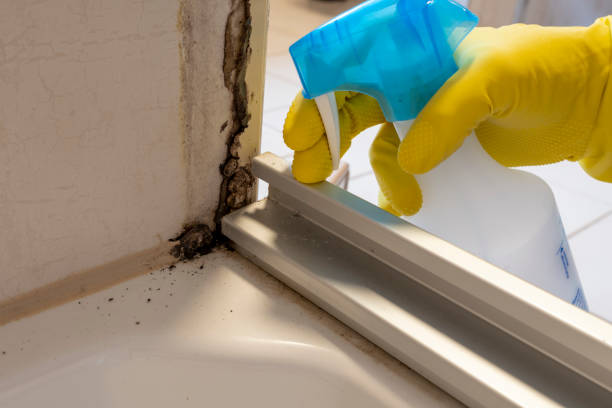 Best Industrial Mold Remediation in East Hills, NY