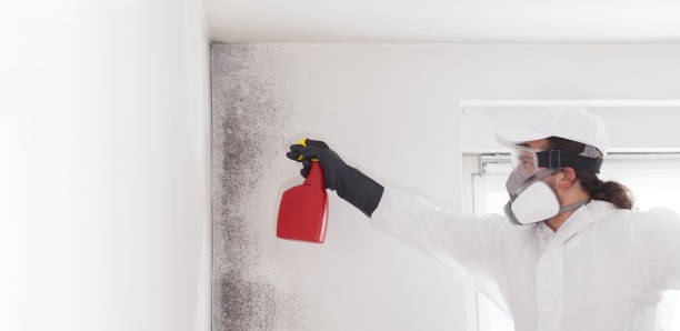 Best DIY Mold Remediation Support Services in East Hills, NY