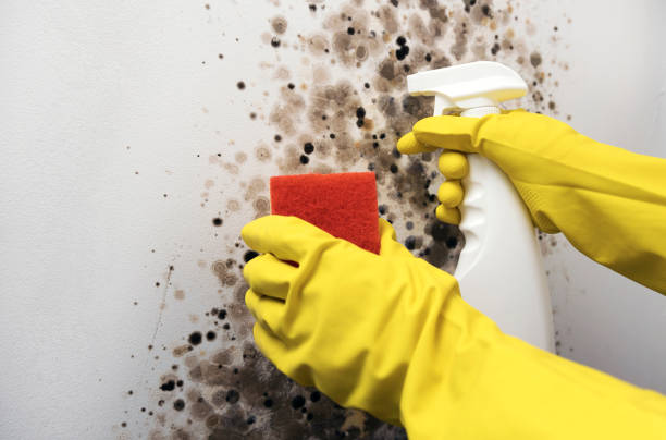 East Hills, NY Mold Remediation Company