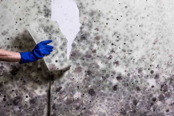 Best Residential Mold Remediation in East Hills, NY