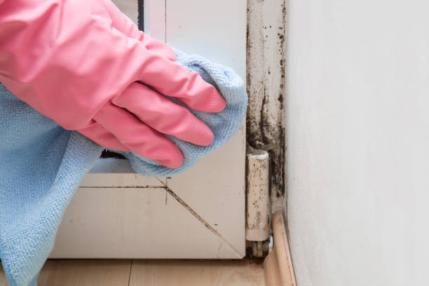 Best DIY Mold Remediation Support Services in East Hills, NY