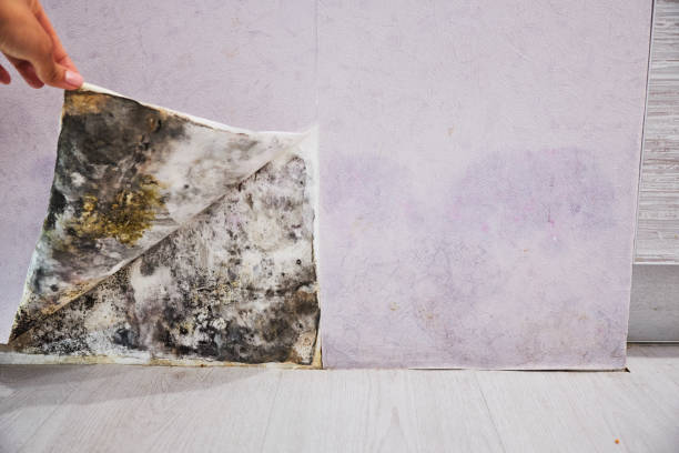 Best Mold Remediation for Specific Building Types in East Hills, NY